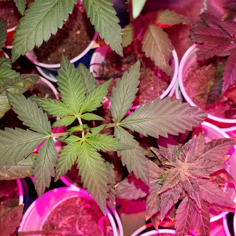Unknown strain growlog photo: Getting there on a few.. seedlings are looking really healthy.  Too me atleast