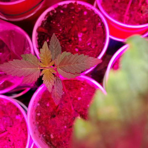 Unknown strain growlog photo: Getting there on a few.. seedlings are looking really healthy.  Too me atleast