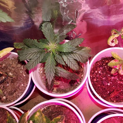 Unknown strain growlog photo: Getting there on a few.. seedlings are looking really healthy.  Too me atleast
