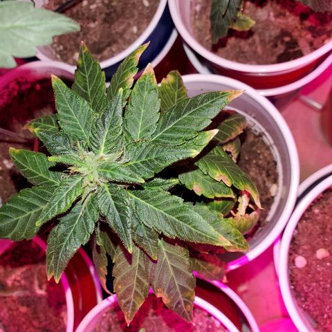 Unknown strain growlog photo: Getting there on a few.. seedlings are looking really healthy.  Too me atleast