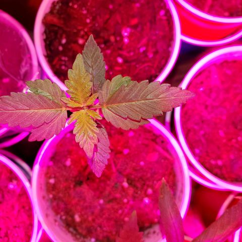 Unknown strain growlog photo: Getting there on a few.. seedlings are looking really healthy.  Too me atleast