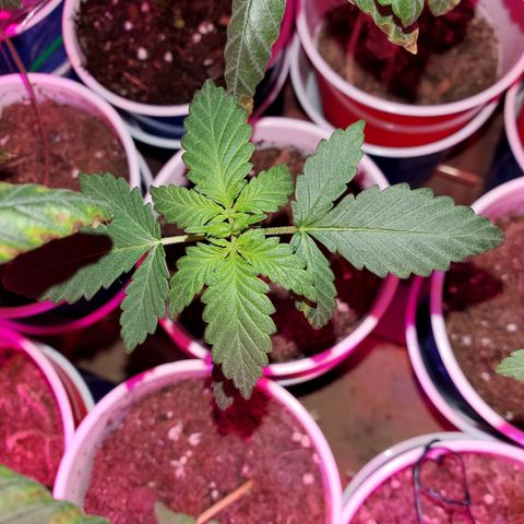 Unknown strain growlog photo: Getting there on a few.. seedlings are looking really healthy.  Too me atleast