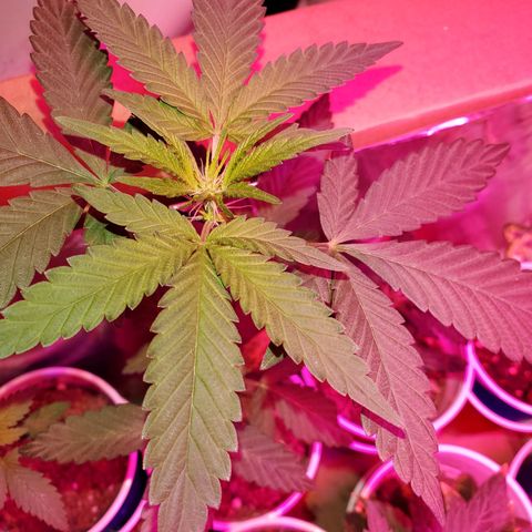 Unknown strain growlog photo: Isn't she lovely? 😘