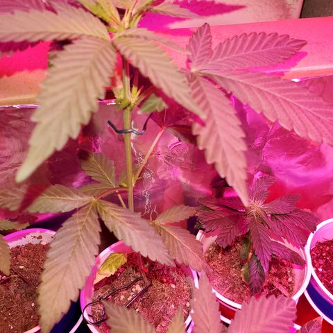 Unknown strain growlog photo: Isn't she lovely? 😘