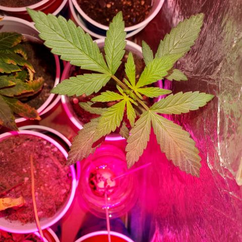 Unknown strain growlog photo: Getting there on a few.. seedlings are looking really healthy.  Too me atleast