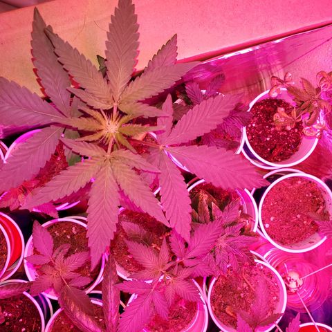 Unknown strain growlog photo: Isn't she lovely? 😘