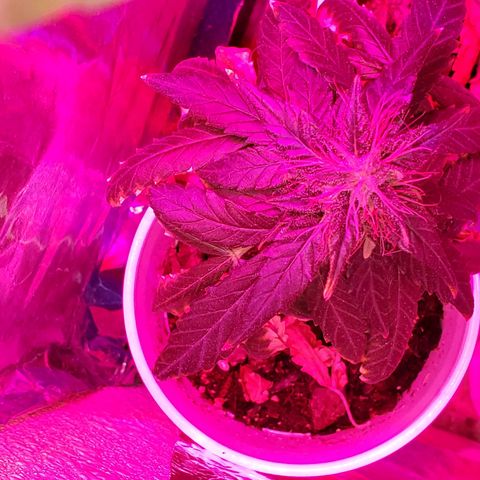 Unknown strain growlog timeline photo