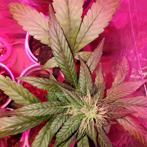 Unknown strain growlog timeline photo