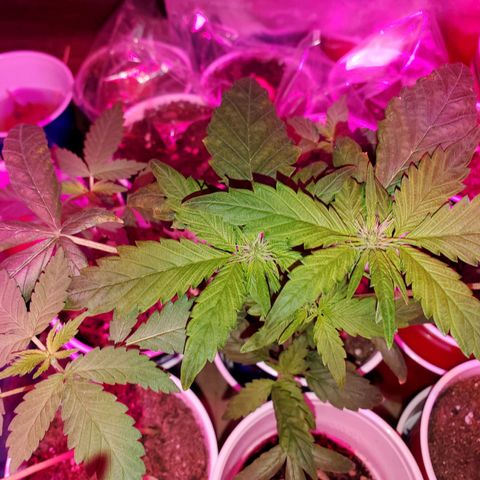 Unknown strain growlog timeline photo