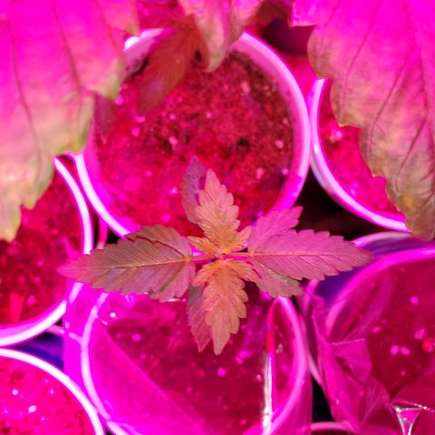 Unknown strain growlog timeline photo