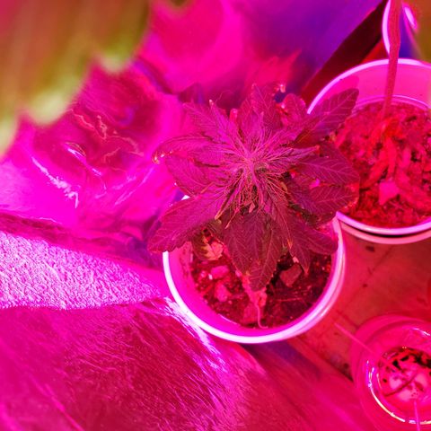 Unknown strain growlog timeline photo