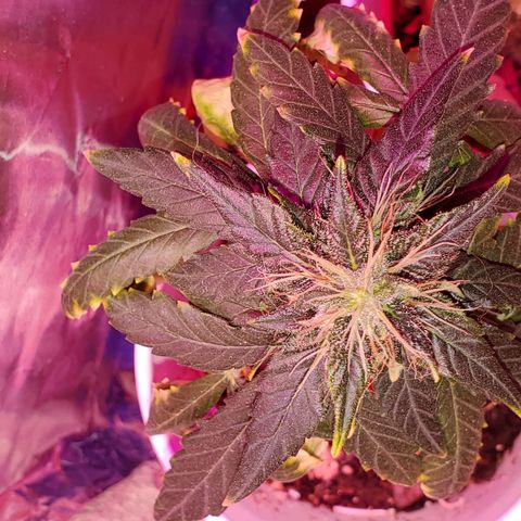 Unknown strain growlog timeline photo
