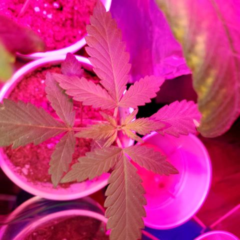 Unknown strain growlog timeline photo
