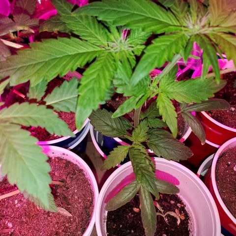 Unknown strain growlog timeline photo