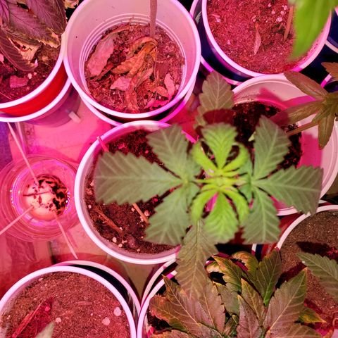 Unknown strain growlog timeline photo