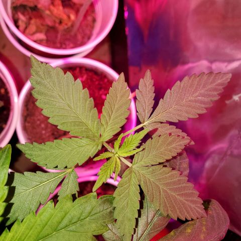 Unknown strain growlog timeline photo