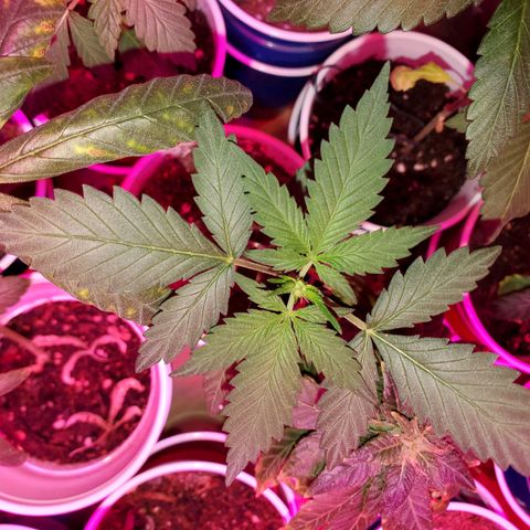Unknown strain growlog timeline photo