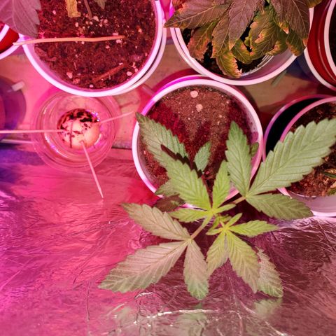 Unknown strain growlog timeline photo