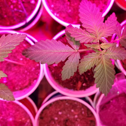 Unknown strain growlog timeline photo