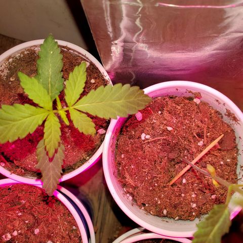 Unknown strain growlog timeline photo