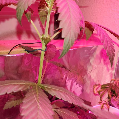 Unknown strain growlog timeline photo