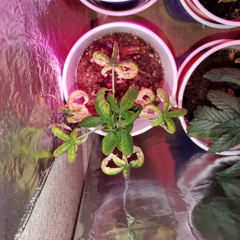 Unknown strain growlog timeline photo