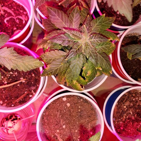 Unknown strain growlog timeline photo