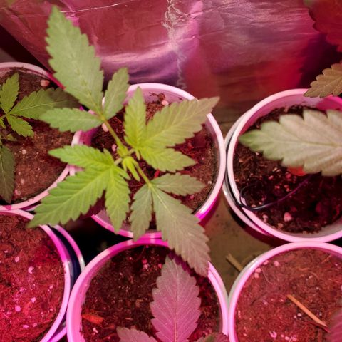Unknown strain growlog timeline photo