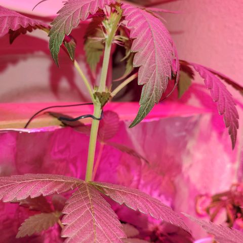Unknown strain growlog timeline photo
