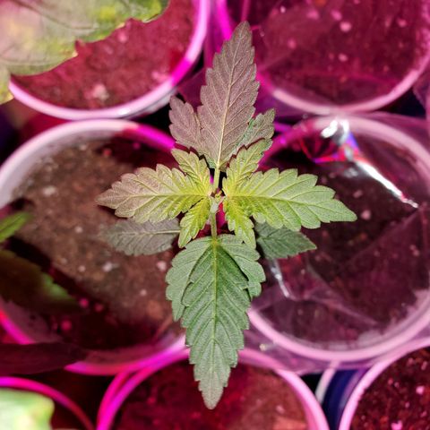 Unknown strain growlog timeline photo