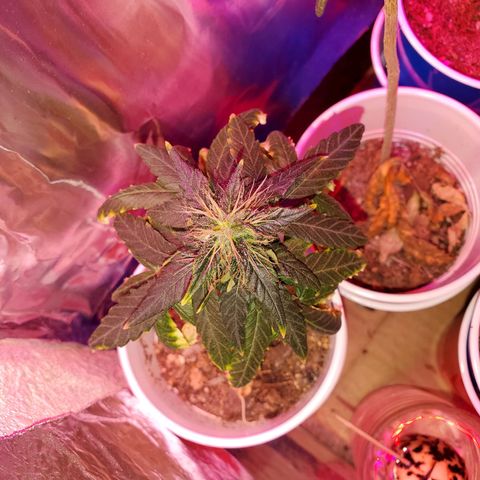 Unknown strain growlog timeline photo