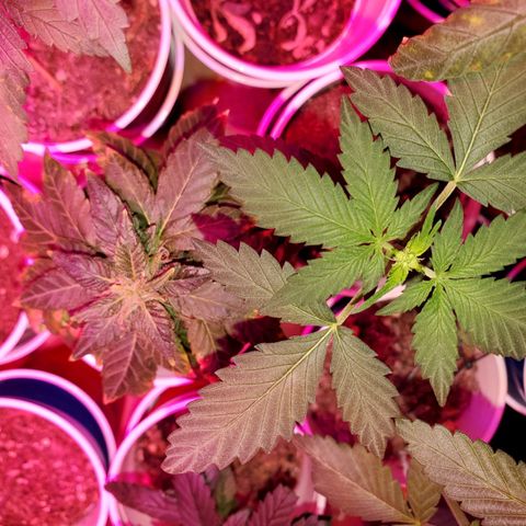 Unknown strain growlog timeline photo