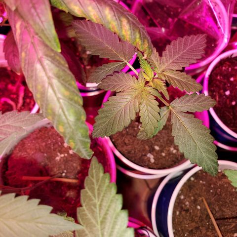Unknown strain growlog timeline photo