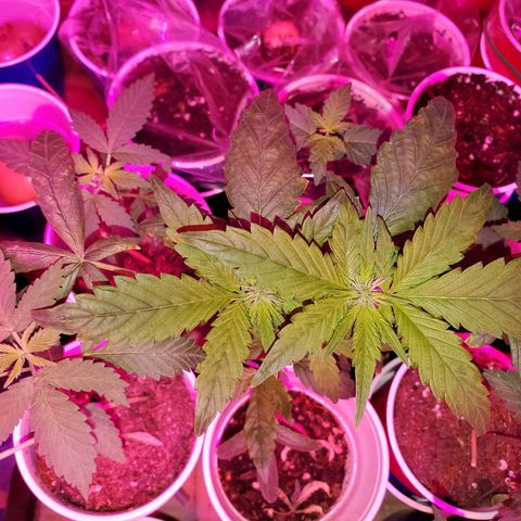 Unknown strain growlog timeline photo