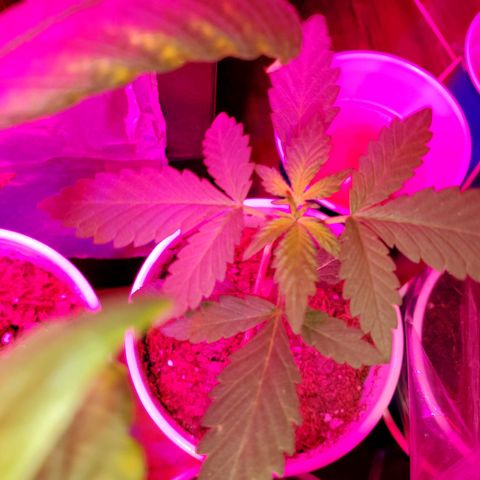 Unknown strain growlog timeline photo