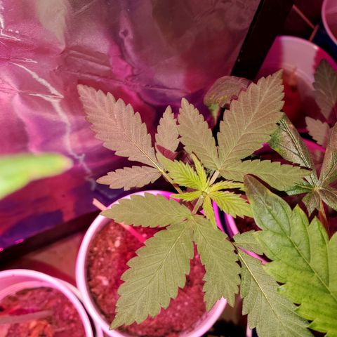 Unknown strain growlog timeline photo