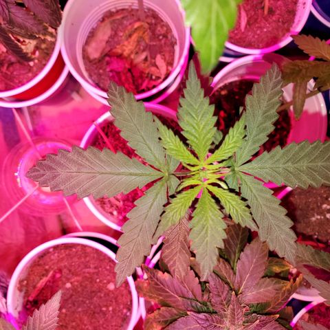 Unknown strain growlog timeline photo
