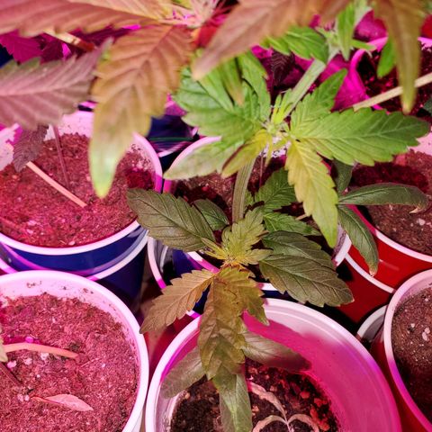 Unknown strain growlog timeline photo