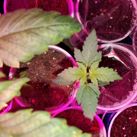 Unknown strain growlog timeline photo