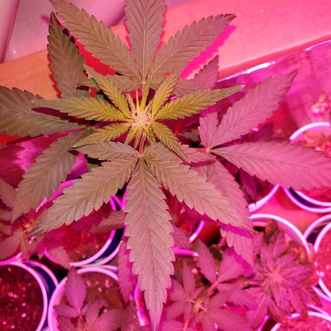 Unknown strain growlog timeline photo