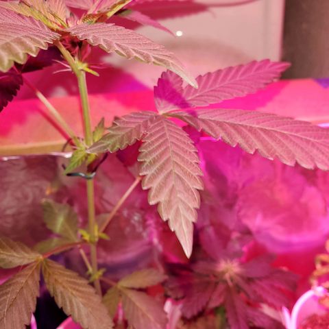 Unknown strain growlog timeline photo