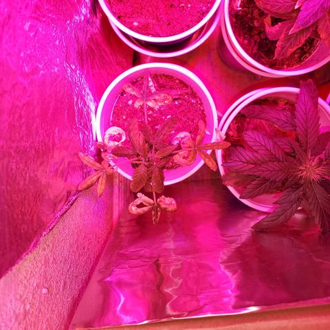 Unknown strain growlog timeline photo