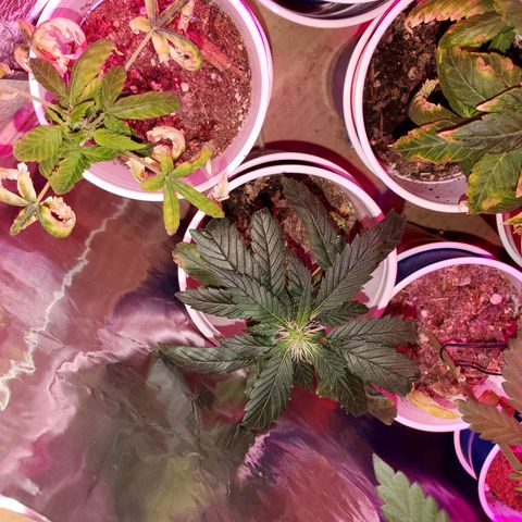 Unknown strain growlog timeline photo