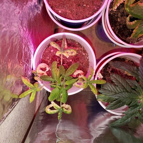 Unknown strain growlog timeline photo