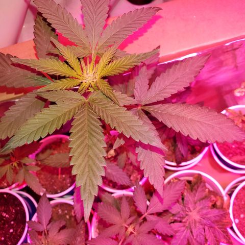 Unknown strain growlog timeline photo