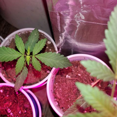 Unknown strain growlog timeline photo