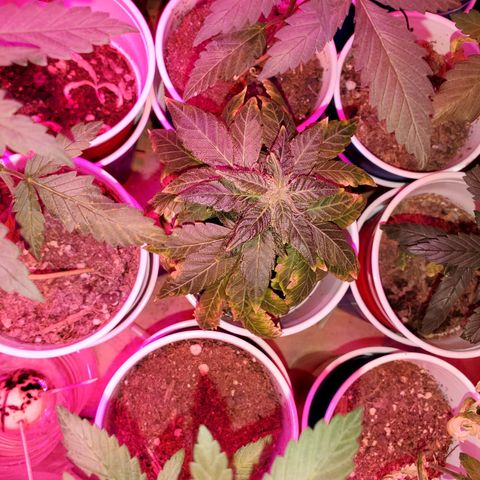 Unknown strain growlog timeline photo