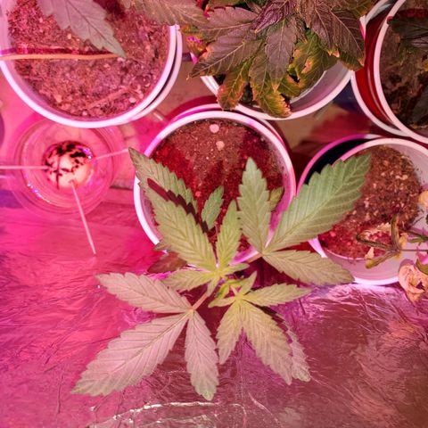 Unknown strain growlog timeline photo
