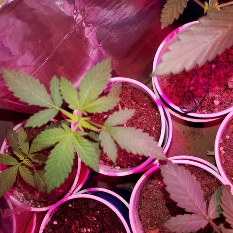 Unknown strain growlog timeline photo