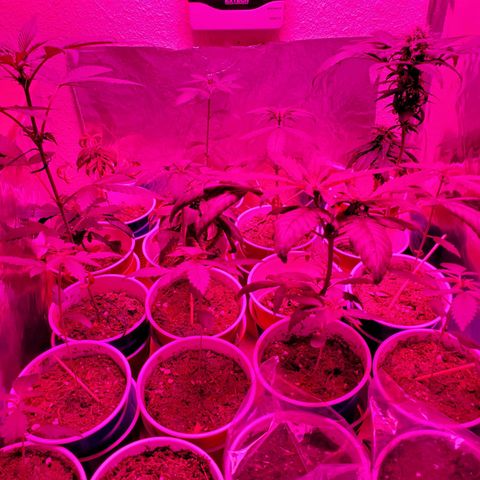 Unknown strain growlog photo: The whole family